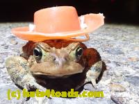 /home//u458753944/public_html/sourcegallery//Roxborough Toad Detour/2022/2022-04-14 and 04-13/P4141018.JPG